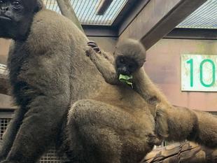 ウーリーモンキーの赤ちゃん成長記③