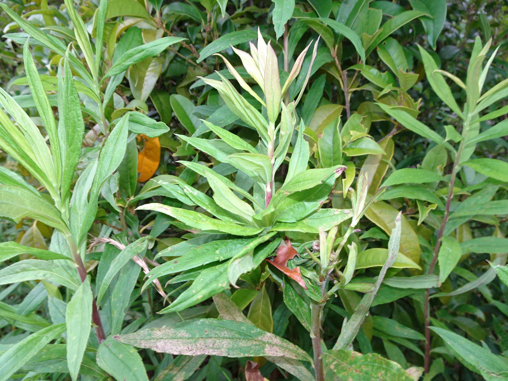 ~ 植物の受難 その後 ~の写真