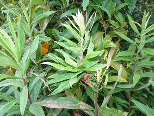 ～　植物の受難　その後　～