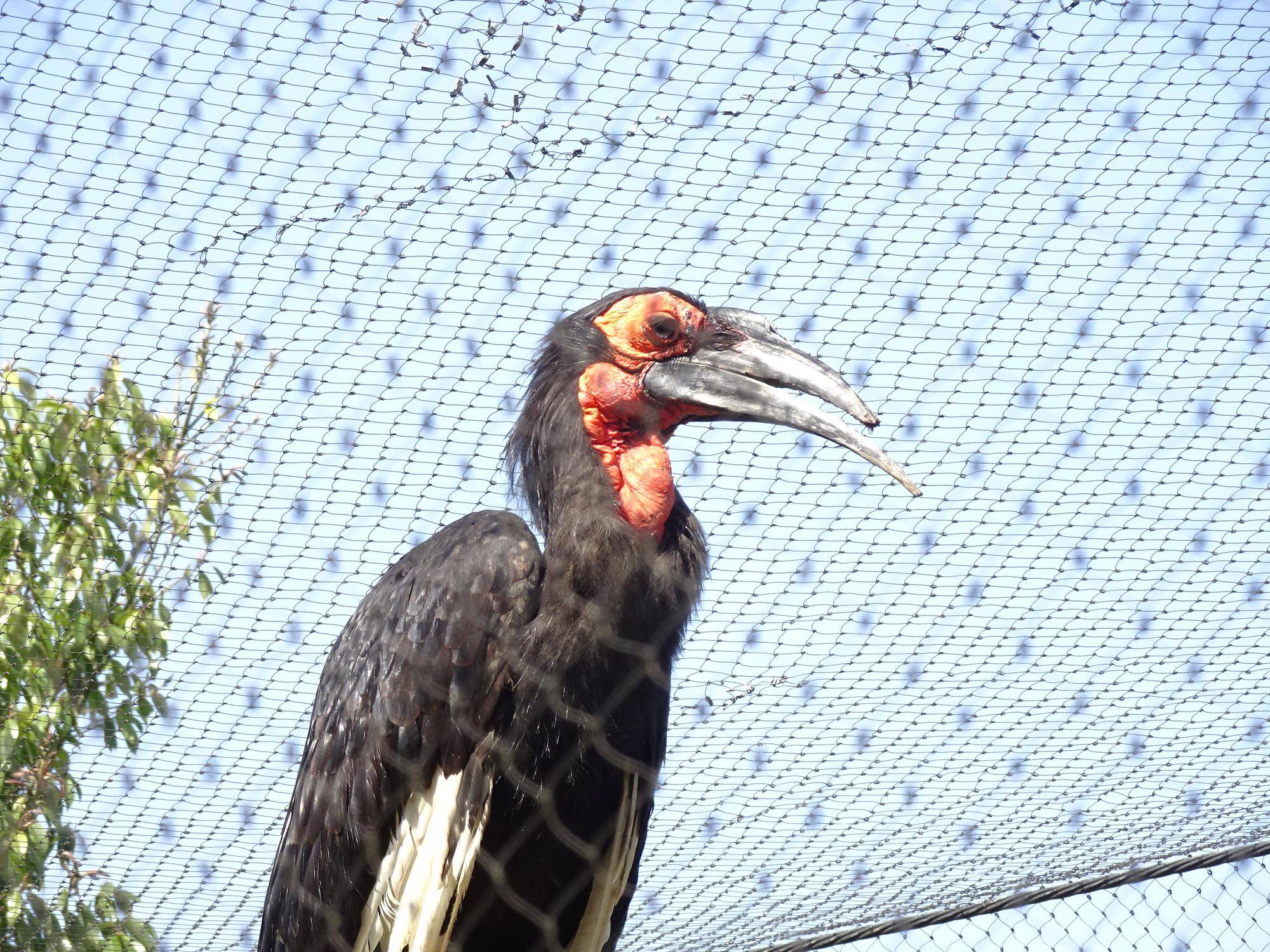 大切なクチバシの写真