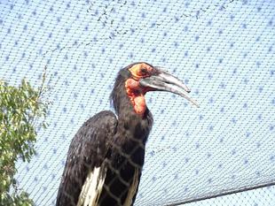 大切なクチバシ