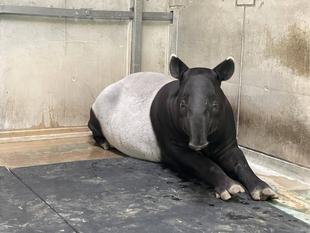 バク通信　展示のお知らせ