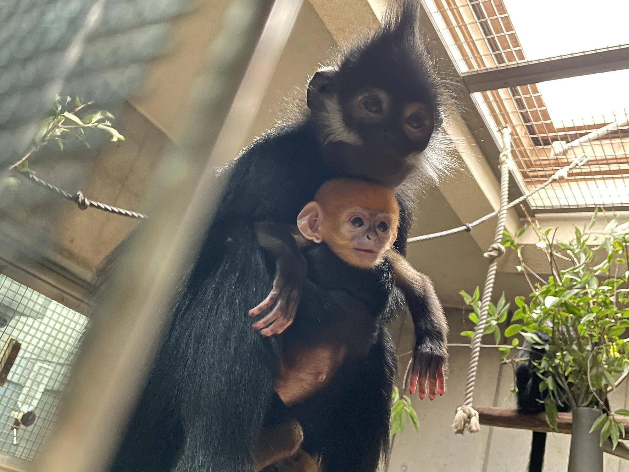 ユズぽん通信3 お姉ちゃんになったアマナツの写真