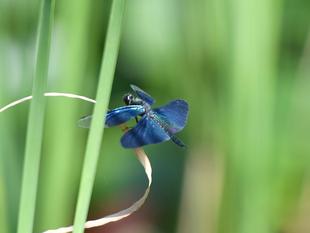 今年は会えたね　〜チョウトンボ〜