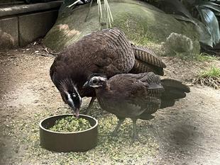 カンムリセイラン成長記録⑤