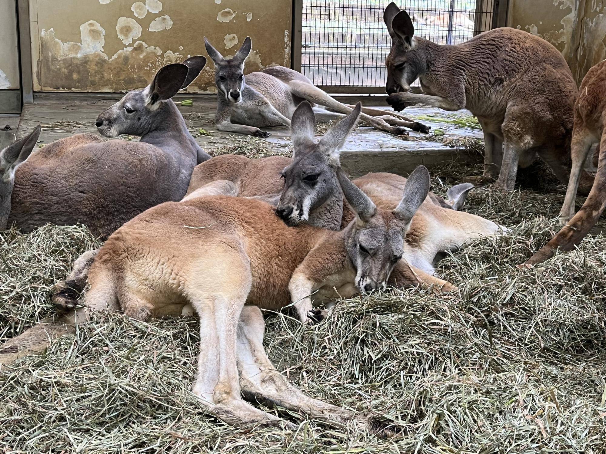 アカカンガルー ロイズのオス群れ入りの写真