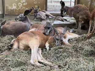 アカカンガルー ロイズのオス群れ入り