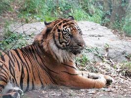 世界トラの日のイベントを開催します！の画像