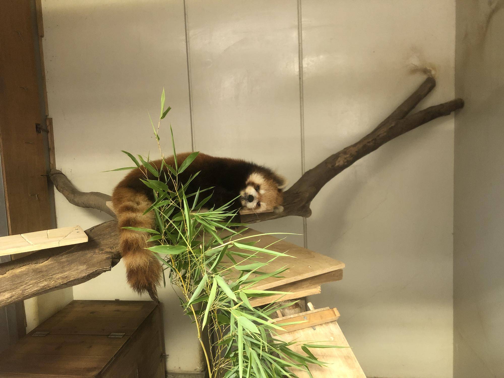 ララ部屋改造計画!の写真