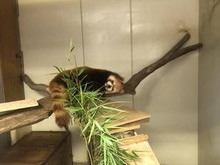 ララ部屋改造計画！