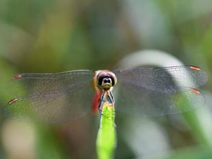 眉？　〜マユタテアカネ〜