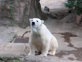 ホッキョクグマへお魚プレゼント!の画像