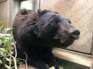 メリーの換毛!!ビフォーアフター