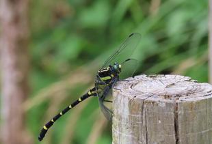 顔、小さいですね。　トンボ界のチーター？　 〜コオニヤンマ〜