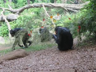 ☆チンパンジーたちの七夕☆
