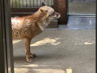 🦊最近のホンドギツネたち🦊