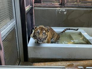 プールはじめました。