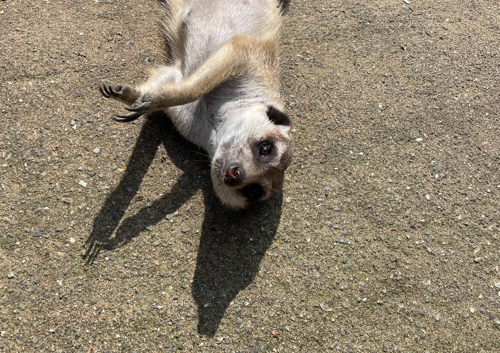 ミーアキャットブログ1 晴れた日は...の写真