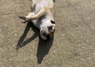 ミーアキャットブログ１　晴れた日は...