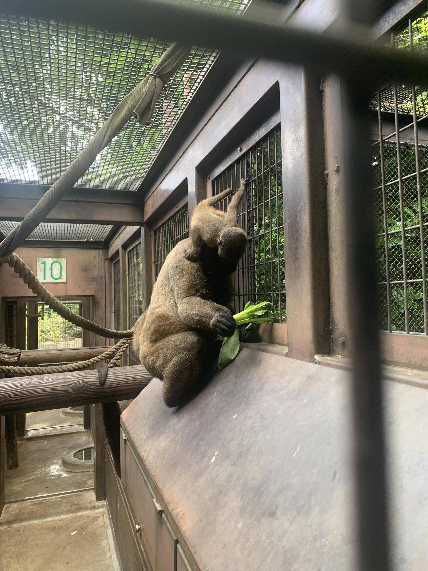 ウーリーモンキーの赤ちゃん成長記④の写真
