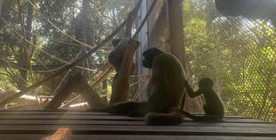 ウーリーモンキーの赤ちゃん成長記⑤