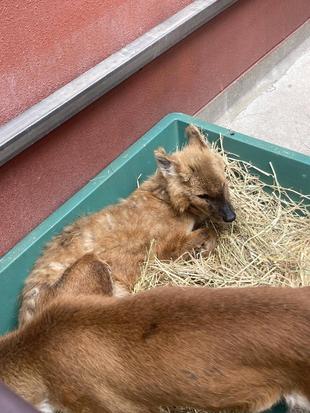 ドローレスとドラの最近☆*+。