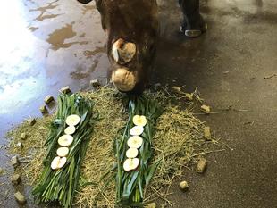 ヒガシクロサイのアキリ、11歳になりました
