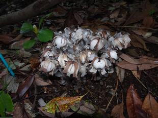 ～　みんなつながっている！　ギンリョウソウ編　その2　～