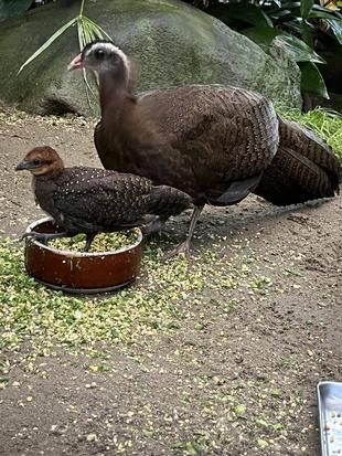 カンムリセイラン成長記録④