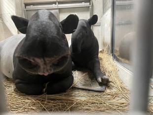 バク通信 元気ですか?元気です!