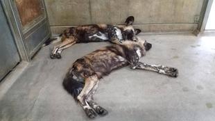 リカオンたちのプールへの反応