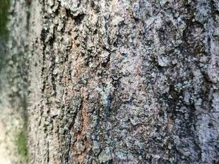 ～　擬態☆見つけたい！　#18　～