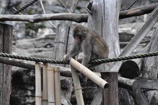 ニホンザルの近況報告