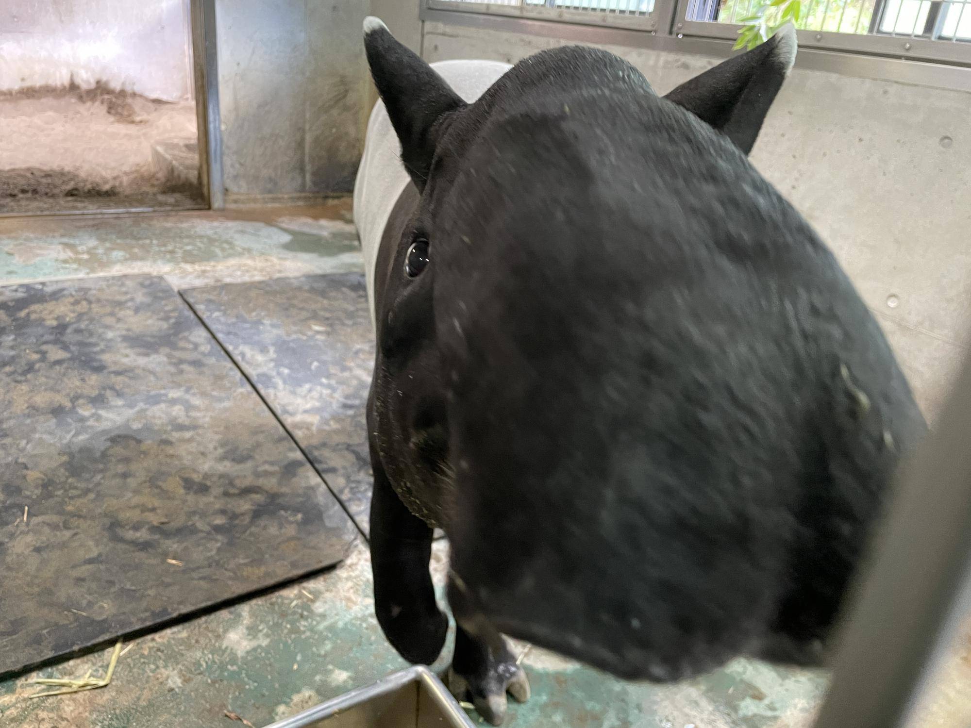 バク通信 アルタイルルーティン☆の写真