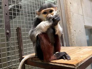 サン、ありがとう