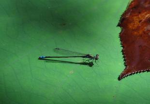  地域の生きもの保全プロジェクト活動のご報告 8月