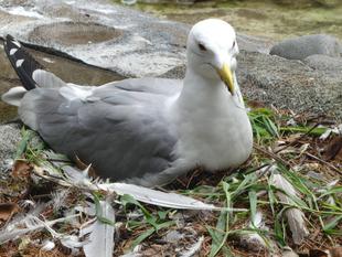 移動後のカモメたちの近況