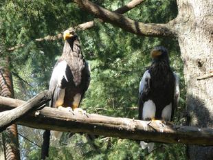 大きいワシ！！