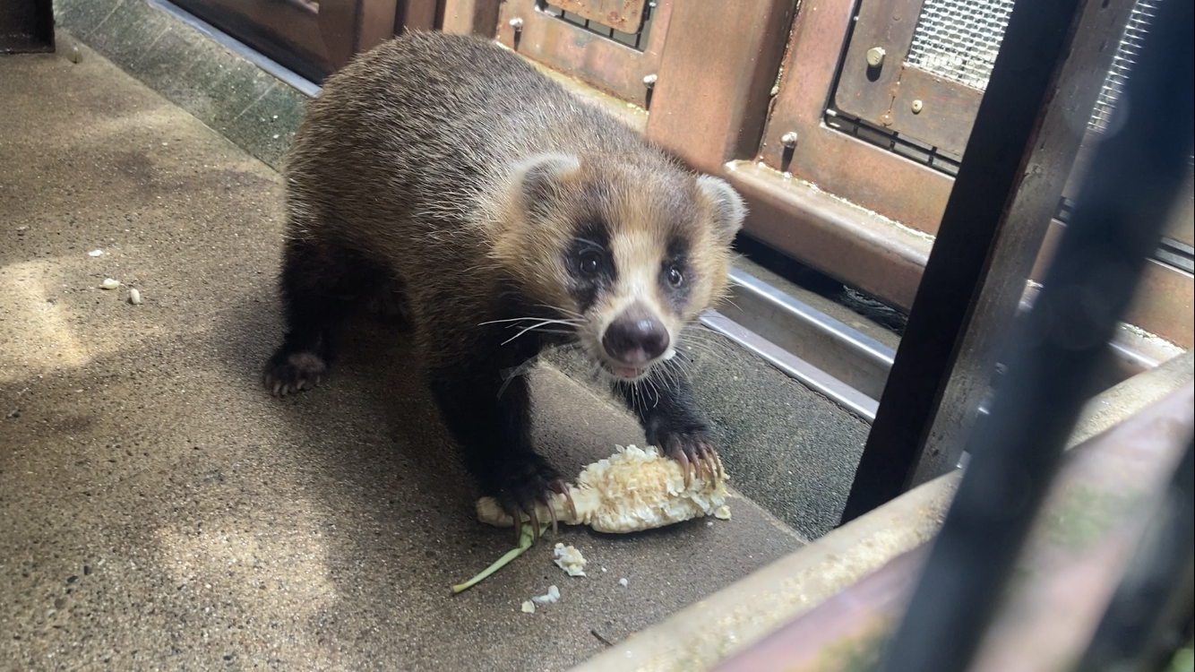 季節の野菜🌽あげてみましたの写真
