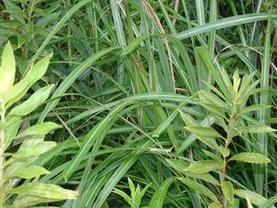 ～　擬態☆見つけたい！　#19　～