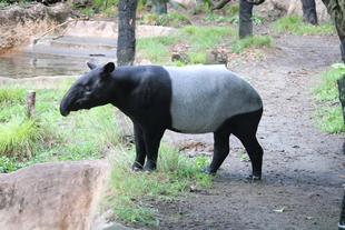 バク通信　私はだあれ？正解は...