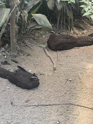 カンムリセイラン成長記録⑥