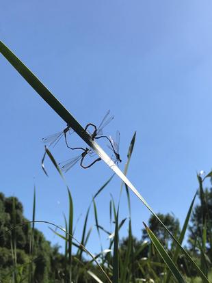 青い瞳　〜アオイトトンボ〜