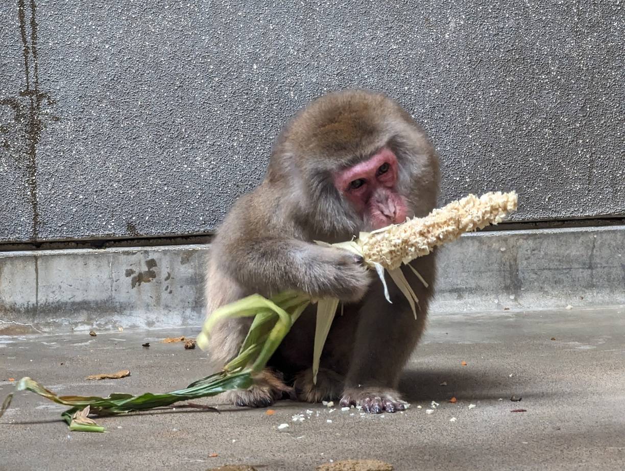 季節の餌をあげてみました!の写真