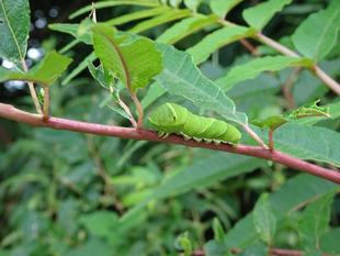 ～　幼虫☆見つけたい！　2　～