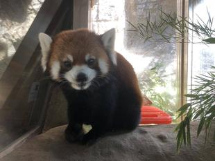 ～冷やしレッサーパンダはじめました～