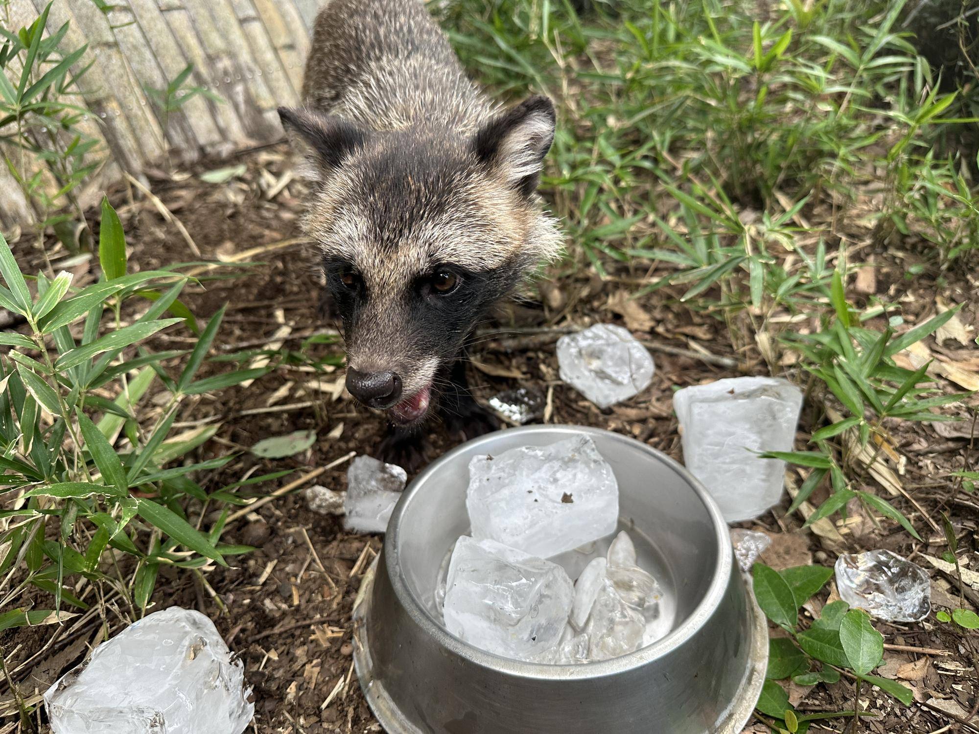 ₍ᐢ⓿ᴥ⓿ᐢ₎モグモグモグ茶豆ver₍ᐢ⓿ᴥ⓿ᐢ₎の写真
