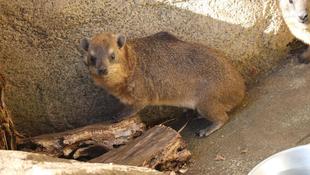 今日はこがねの１歳の誕生日！