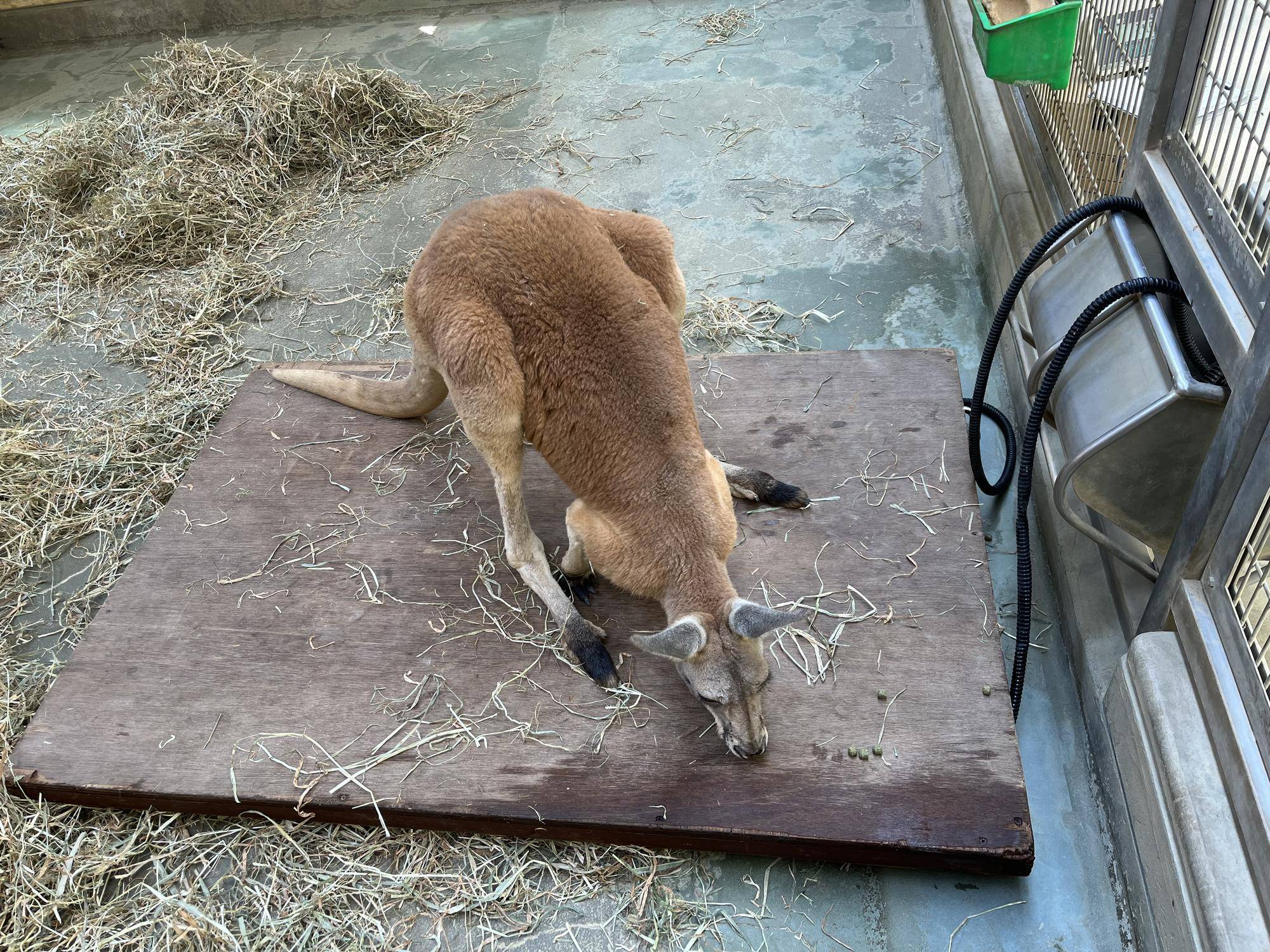 アカカンガルーの体重計測の写真