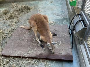 アカカンガルーの体重計測